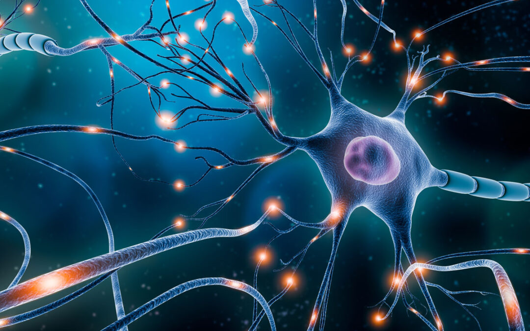 Neue Einsichten zur Regeneration geschädigter Nervenzellen