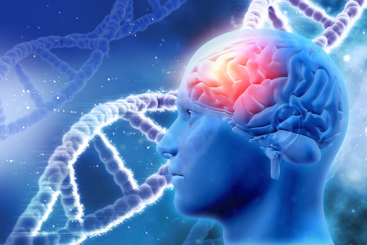Gehirn und DNA.