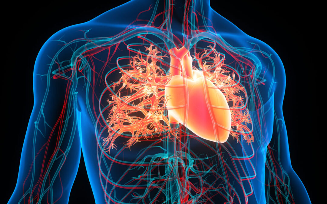 Neuer Biomarker für Herz-Kreislauf-Erkrankungen entdeckt