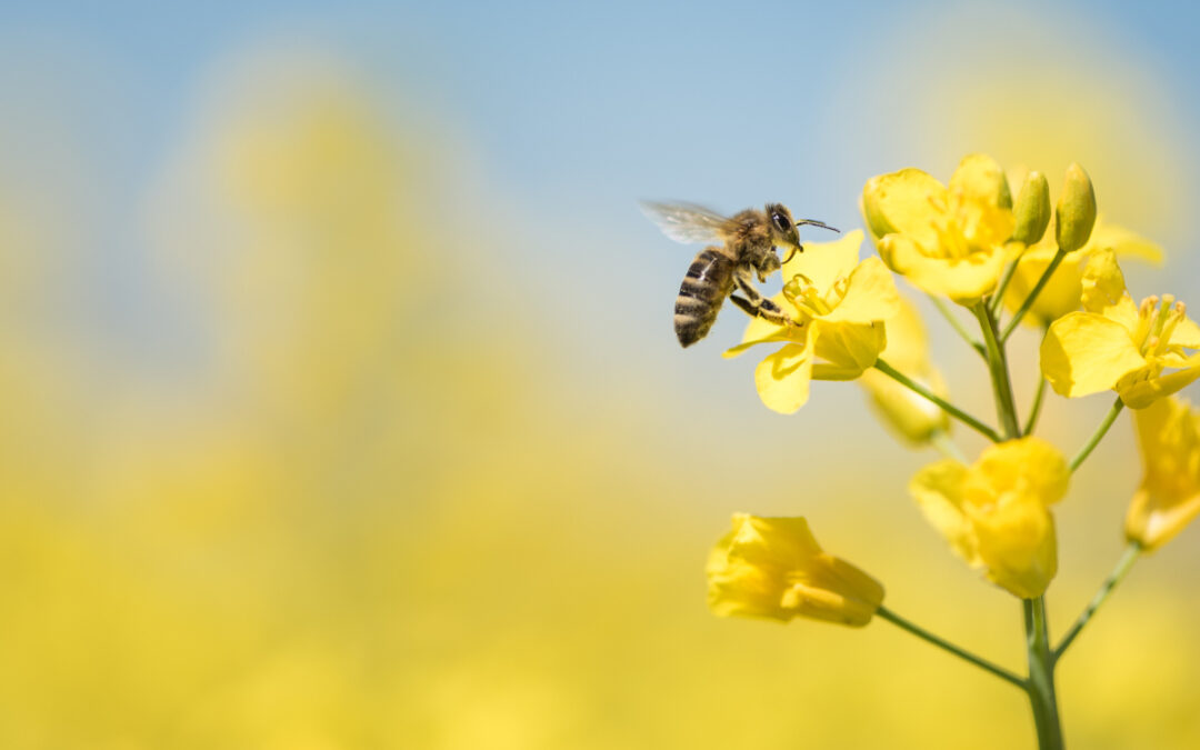 Ein Schritt zur Verbesserung der Bienengesundheit