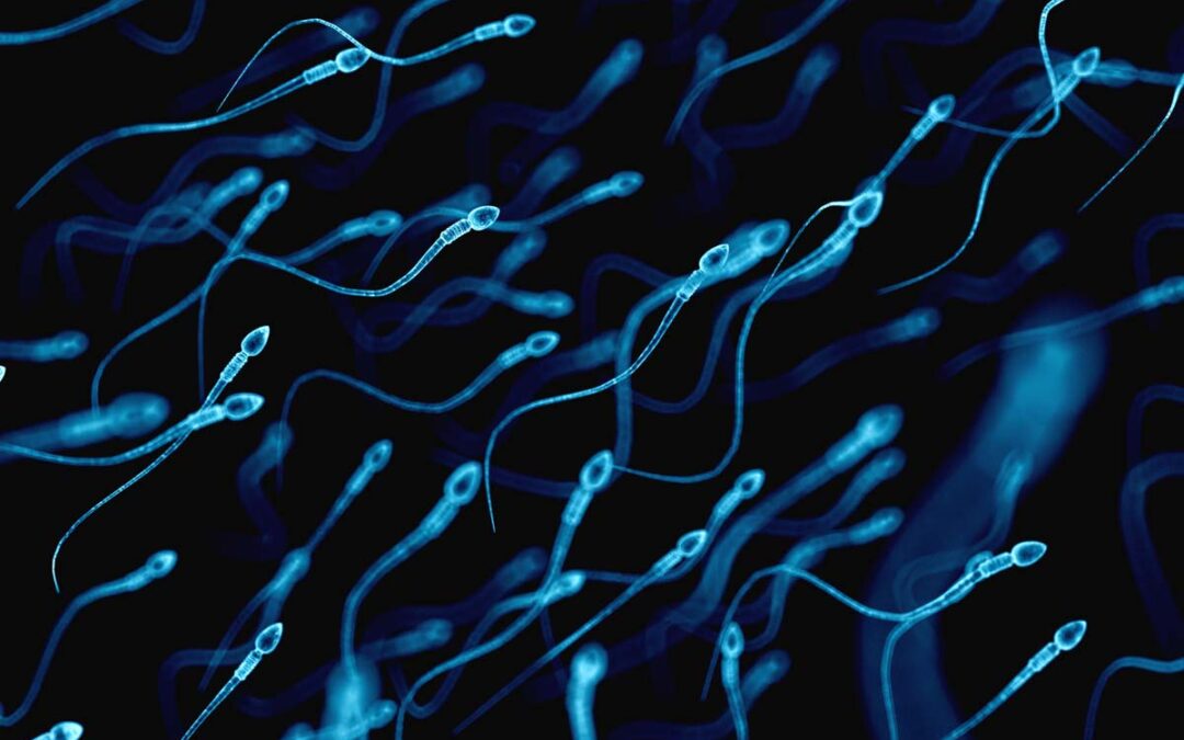 Neuer Test identifiziert häufige Ursache von männlicher Unfruchtbarkeit