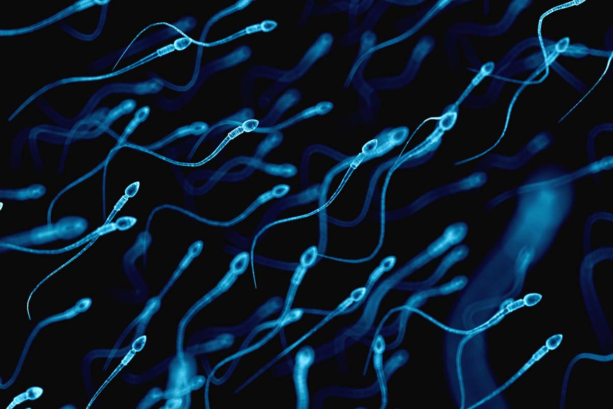Abbildung von Spermienzellen.
