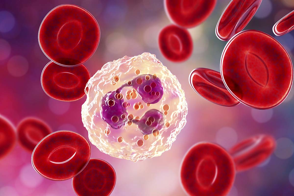 Neutrophile und rote Blutkörperchen