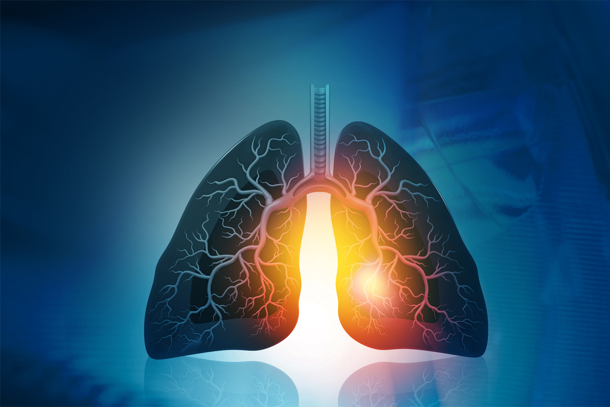 Anatomie der menschlichen Lunge