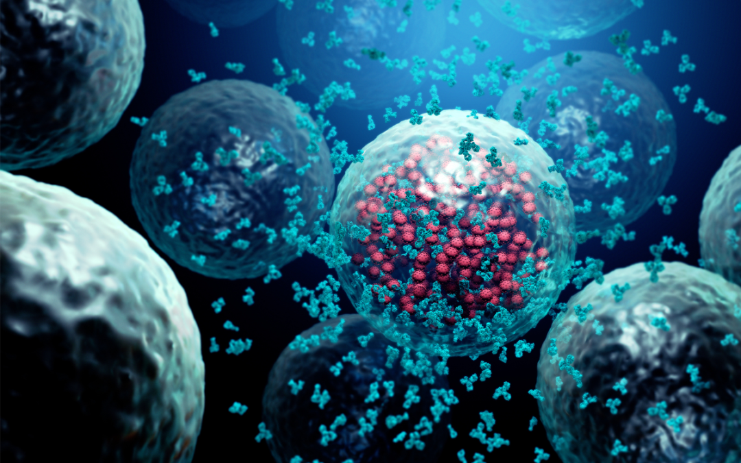 Wie Killer-T-Zellen die Wundheilung nach Infektionen fördern