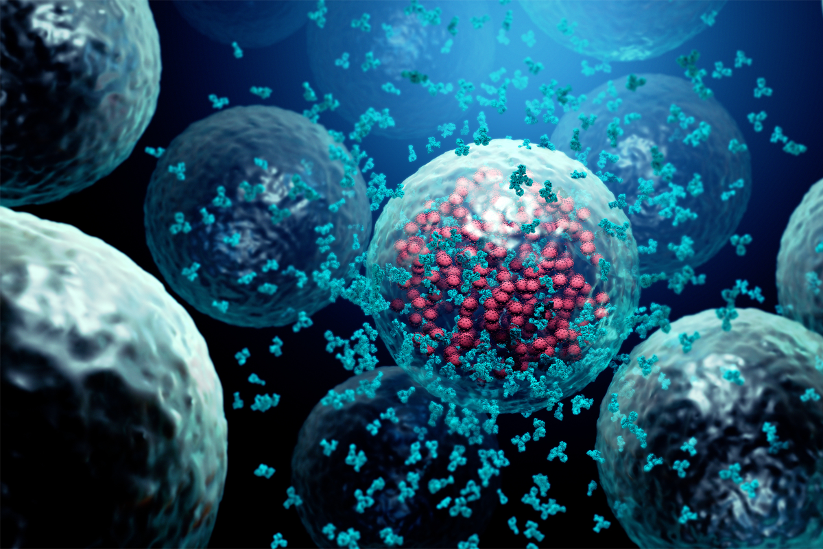 Antikörper zerstören eine infizierte Zelle durch ein Virus