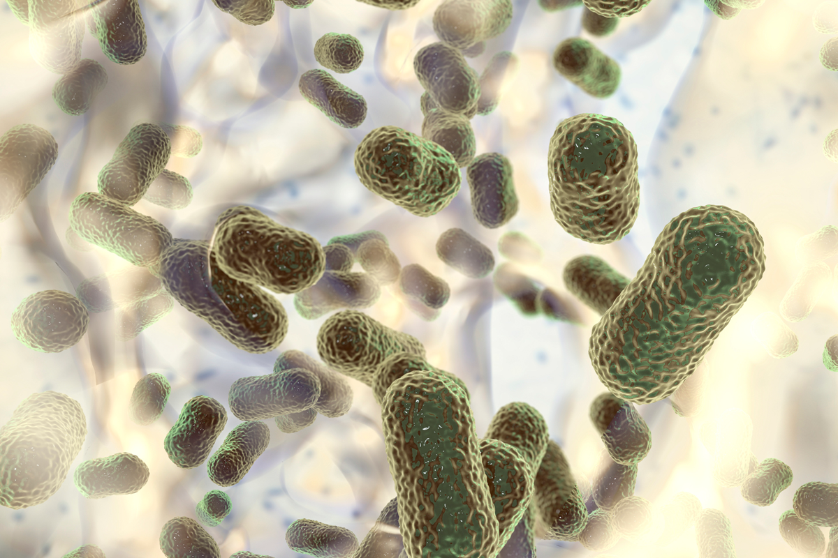 Biofilm der Bakterien Acinetobacter baumannii