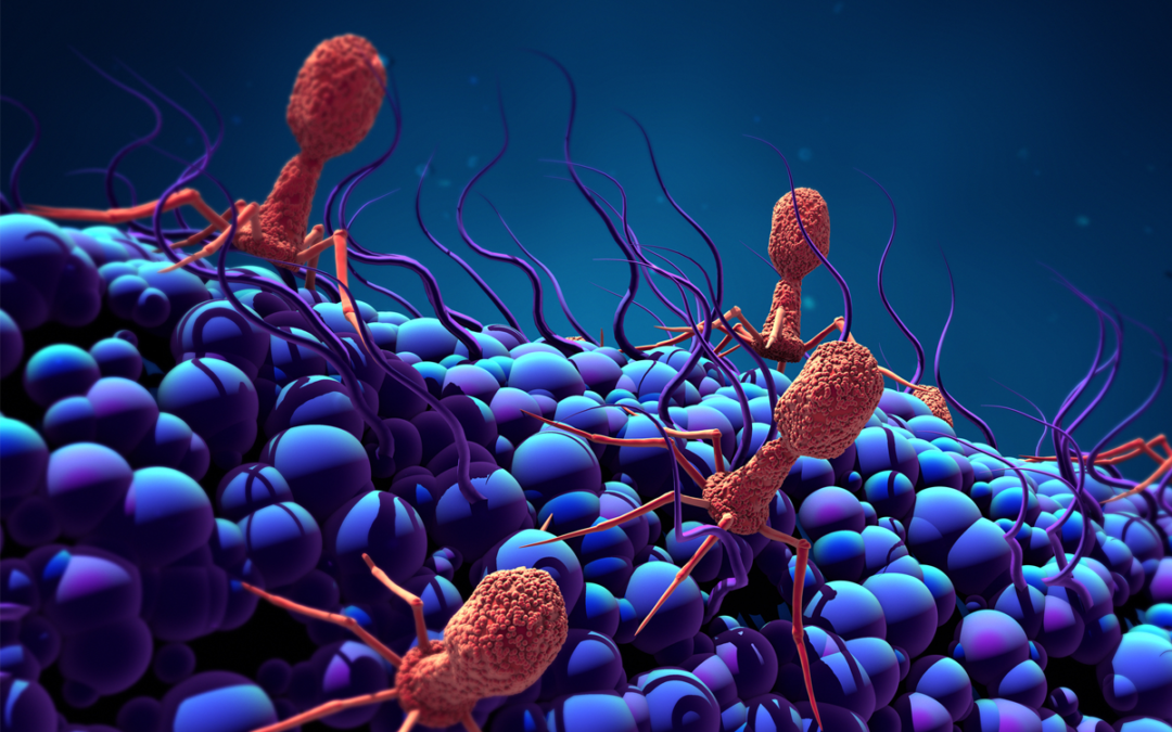 Phagen überlisten ruhende Bakterien