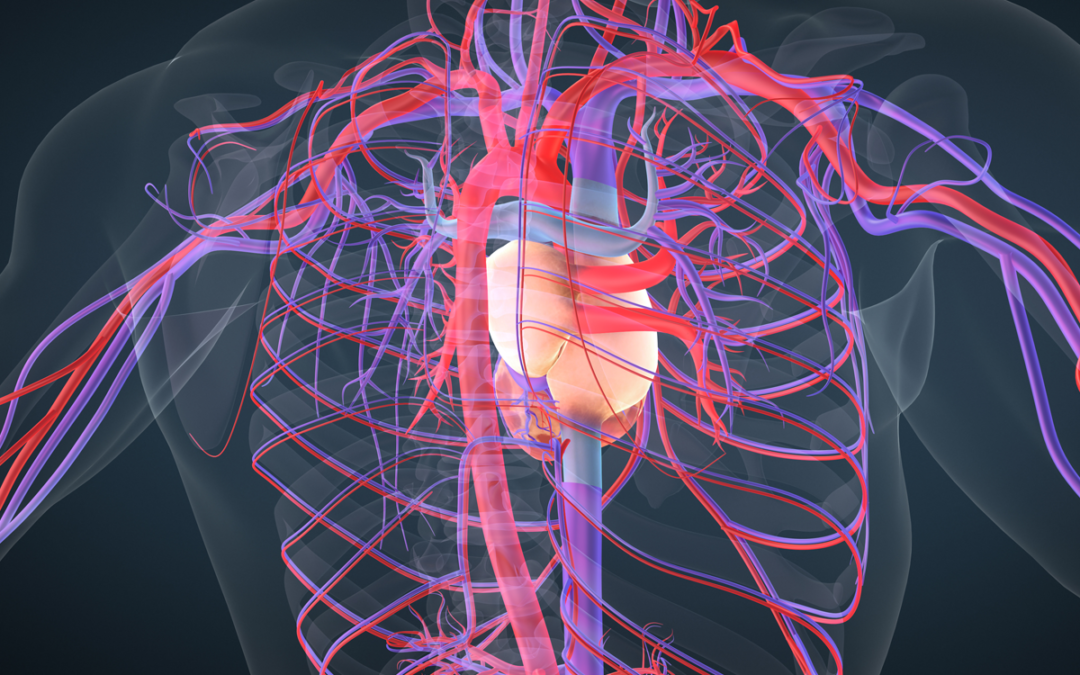 Neue Mechanismen von Herz-Kreislauf-Erkrankungen entdeckt