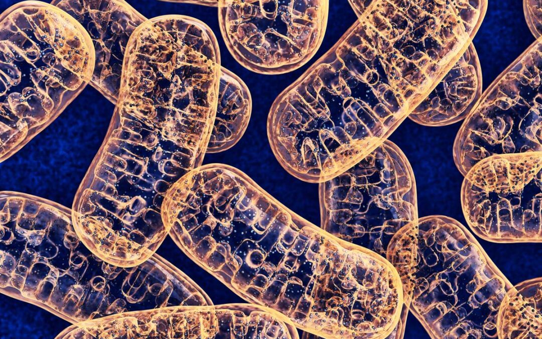 Entdeckung des Mechanismus für mitochondriale Dysfunktion