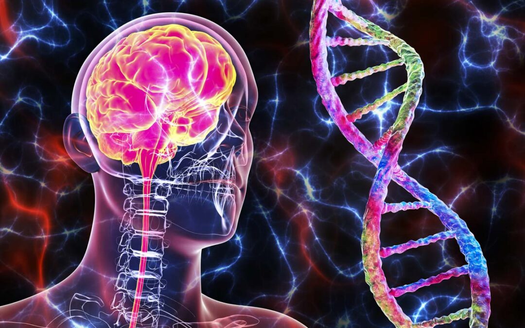 Wiederholende DNA-Sequenzen spielen große Rolle bei der Gehirnentwicklung
