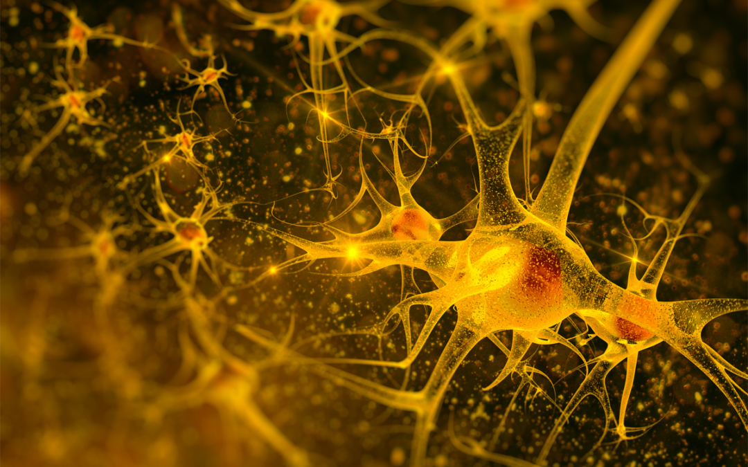 Zellkulturmodell entschlüsselt neurodegenerative Prozesse