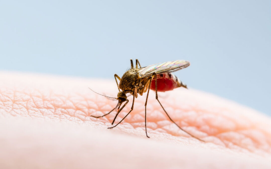 Klimawandel begünstigt Ausbreitung von Dengue-Fieber