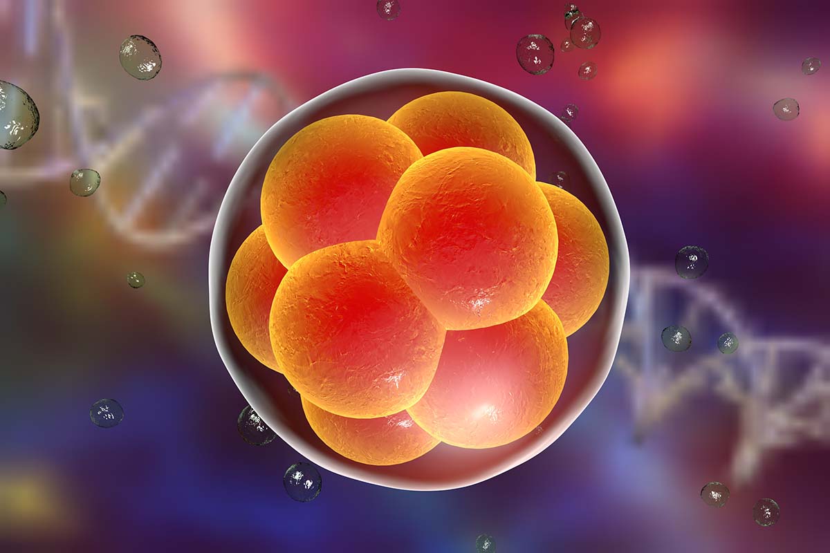 Zellentwicklung eines Embryos.