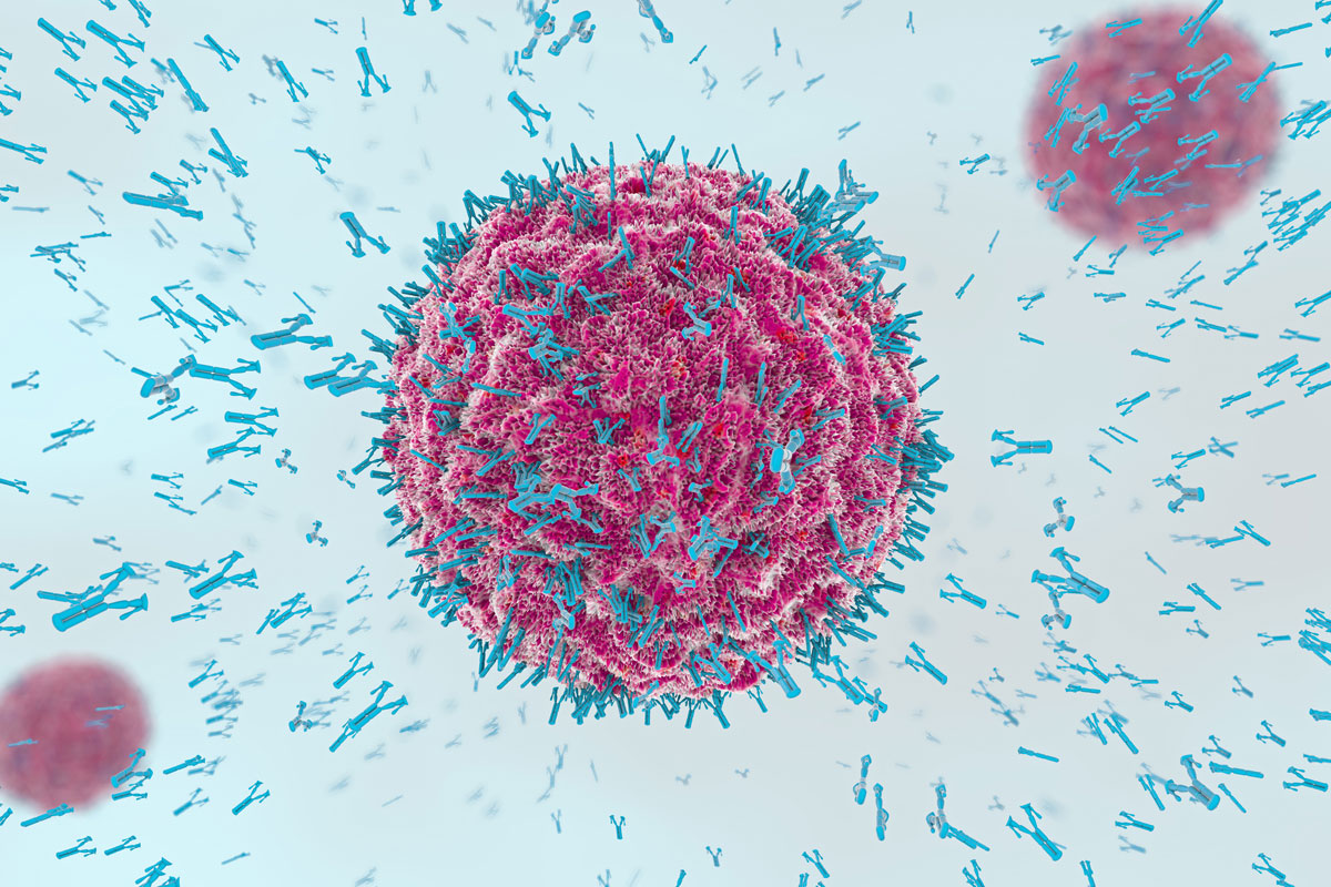 Antikörper greifen Viruszelle in Blutbahn an