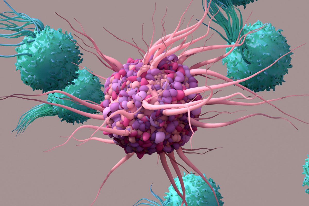Dendritische Zellen aktivieren T-Zellen